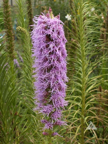 Vista 3 de Gayfeather Seeds - Liatris Seeds, 500 semillas, planta estrella ardiente, liatris perenne vibrante, ideal para camas de jardín y bordes, fácil