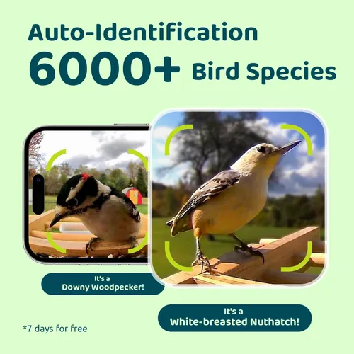 Vista 6 de NETVUE by Birdfy - Comedero inteligente para pájaros con cámara, alimentado por energía solar, vapor vivo de 2K y IA Identificación de especies
