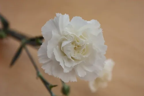 Vista 3 de 50 semillas de flor de granadina de Caryophyllus de clavel blanco *Comb S/H