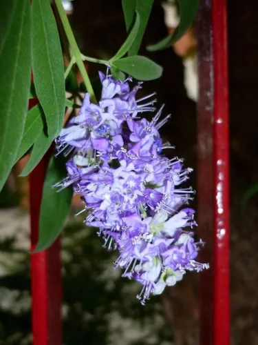 Vista 2 de 25 CHASTE BERRY TRE Vitex Agnus Castus Monk's Pepper Flower SeedsComb S/H