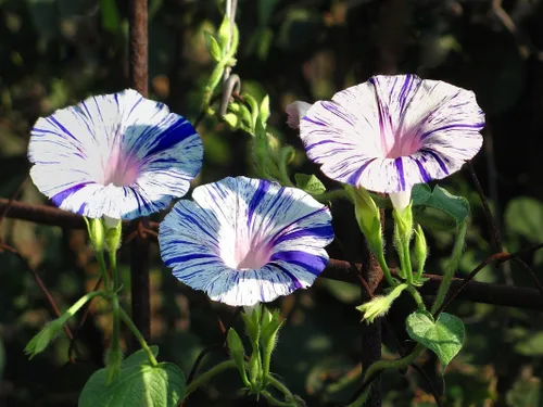 Vista 2 de 50+ Semillas Morning Glory Arlequin - Mezcla de flores