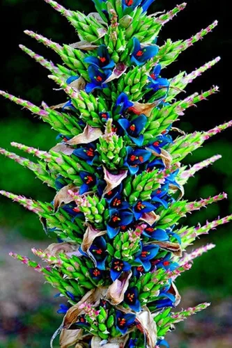 Vista 2 de 15 semillas de torre de zafiro para plantar - Cactus de flores raras - PUYA Seeds