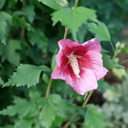 Vista 2 de Red Pillar™ Rose of Sharon - Hibiscus syriacus - Proven Winners - 4" Pot