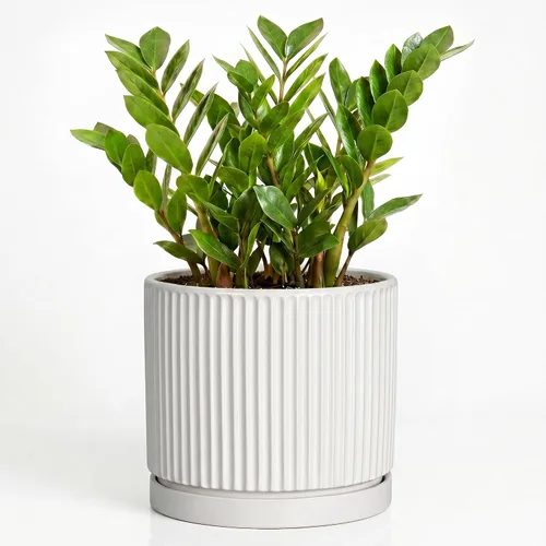 Vista 49 de 8 Inch Flower Pot, Ceramic Planters, Round Plant Pot, Beige