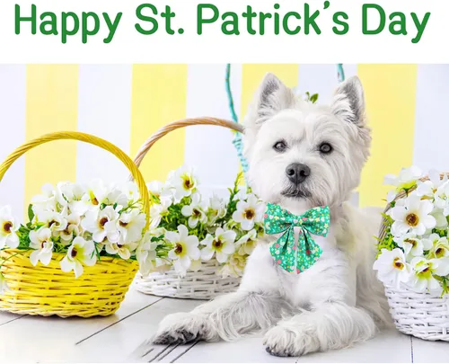 Vista 4 de Unique style paws Collar de perro del día de San Patricio con corbata, collar de cachorro de corazón de trébol de arco iris para niños pequeños
