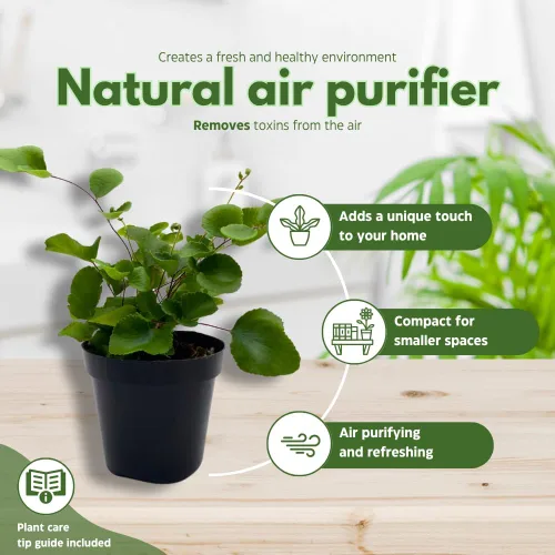 Vista 8 de BubbleBlooms Surtido variado de helechos, 6 helechos diferentes en macetas de 2 pulgadas pequeñas plantas de duendecillo