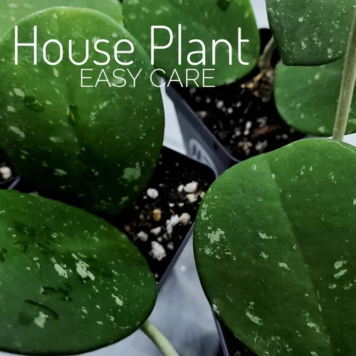 Vista 2 de Hoya Obovata Splash en maceta de 4" - Hojas redondas gruesas - Planta de interior Easycare