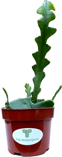 Vista 3 de Colecciones de cactus y suculentas de 4" (Fishbone Zig Zag Cactus 'Epiphyllum anguliger')