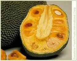 Vista 3 de Jackfruit entero fresco, una fruta 5-7 libras