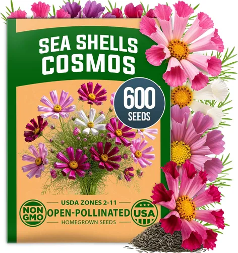 Vista 62 de HOME GROWN Bachelor Button Tall Mix 700+ Semillas de flores Centaurea