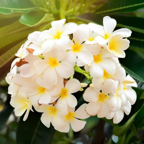 Vista 6 de 4 ESQUTES DE PLANTAS DE PLUMERIA HAWAIA MIXTOS ~ CRECIR HAWAII