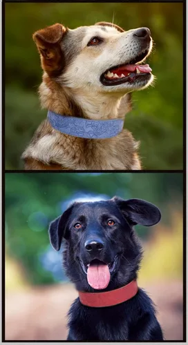 Vista 5 de Collar básico de piel sintética para perros grandes, medianos y pequeños, estampado en relieve (M, negro)