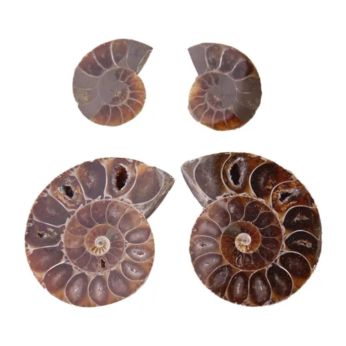 Vista 7 de 2 piezas de espécimen de amonita, piedras y minerales de Madagascar (diámetro 1.6 in)
