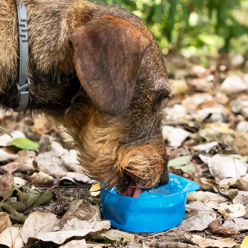 Vista 5 de Botella con Depósito de Agua y Comida para Mascotas 2 en 1 Pettap InnovaGoods