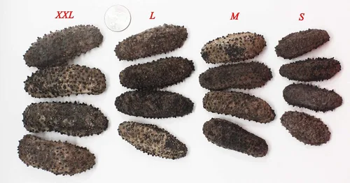 Vista 3 de DOL - Pepino de mar sudamericano de grado AAA, secado al sol, secado al sol, grado AAA, nutritivo totalmente natural y nutritivo (pequeño, 1 libra)