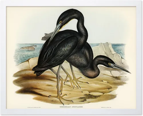 Vista 68 de Poster Master Póster vintage de James Audubon – Impresión retro de amargo americano – Arte de aves de América – Regalo para hombres, mujeres