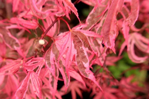 Vista 3 de Shirazz Arce Japonés - Crema y Rosa Variegación Planta Viva, 1 Año