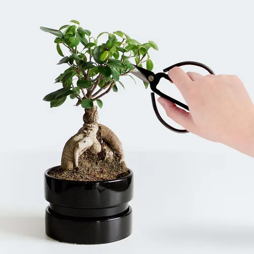Vista 5 de BambooMN Tijeras afiladas forjadas para bonsái resistentes de 5.1" - 1 pieza