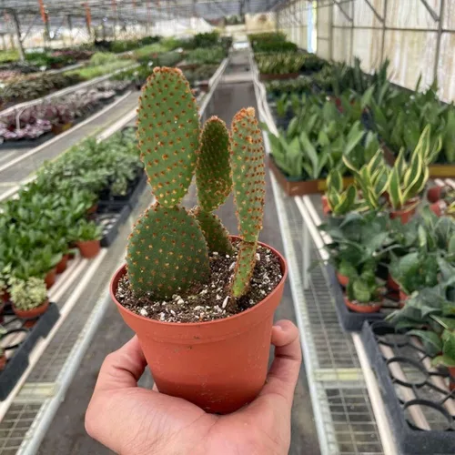 Vista 11 de Succulent Elephant Bush - Planta viva Plantas de interior en maceta de 4 Suculento Elefante Arbusto