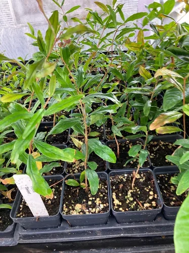 Vista 6 de Granada Punica granatum 'Sweet' – Árbol de granada súper dulce