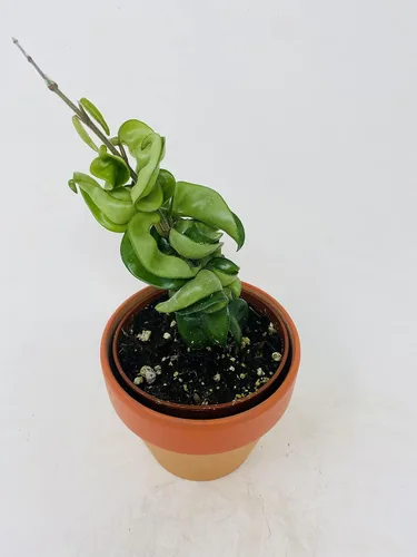 Vista 2 de Planta de cuerda india hindú: Hoya exótica en una olla de arcilla