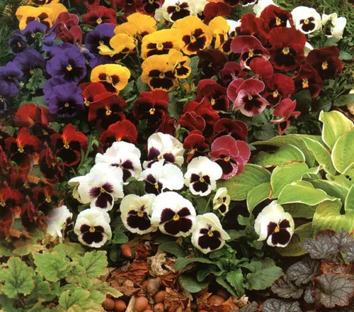 Vista 4 de Pansy, Swiss Giant - Semillas de flores de colores mixtos, paquete de más de 2000 semillas de Seeds2Go