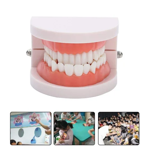 Vista 2 de Dientes falsos, dientes falsos, modelo de dientes, modelo de dentadura postiza práctica de cepillado Modo de dientes Gingiva Demostración anatómica