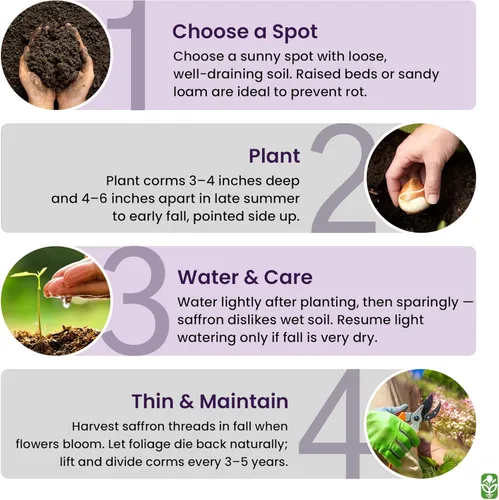 Vista 5 de Cormos de Azafrán Crocus para Plantar – 10 Cormos Grandes – Flores Púrpuras – Bulbos Perennes para Plantación al Aire Libre que Producen la Especia