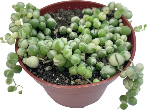 Vista 5 de Suculenta viva de 4 pulgadas "Baby Toes Fenestraria Rhopalophylla, plantas suculentas vivas completamente enraizadas, planta