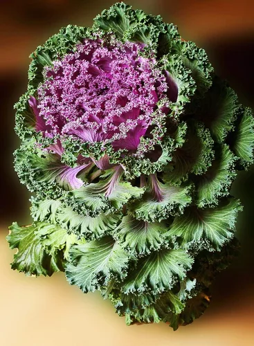 Vista 6 de Semillas Floración Kale Mezcla con Flecos - Vegetales de reliquia - Libre de OGM