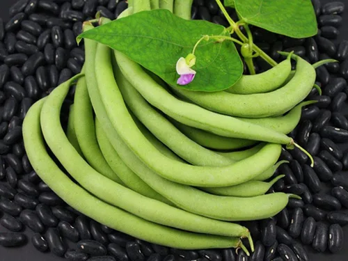 Vista 2 de Black Valentine, 100 Count Bean Seeds "COOL BEANS n SPROUTS" Brand.