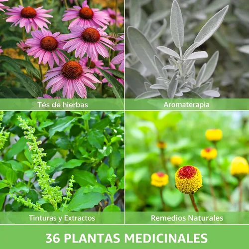 Vista 5 de Paquete de Variedad de Semillas de Hierbas Medicinales Ultimate – 36 Hierbas Curativas Heirloom sin OGM para Plantar Kit de Jardín de Bienestar