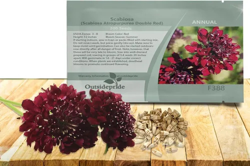 Vista 11 de Outsidepride Burgundy Beau Scabiosa Seeds – 500 semillas de flores perennes que atraen a los polinizadores, hábito de crecimiento vertical y limpio