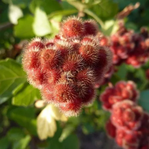 Vista 2 de Zumaque Dulce (Rhus aromatica) - Paquete de 10 Semillas