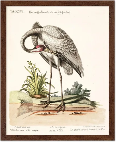 Vista 84 de Poster Master Póster vintage de James Audubon – Impresión retro de amargo americano – Arte de aves de América – Regalo para hombres, mujeres