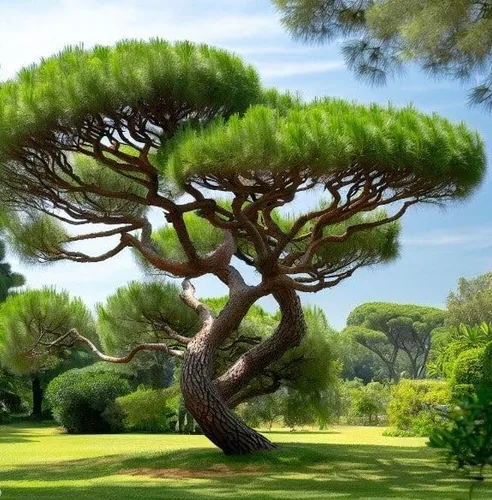 Vista 7 de Pinus Pinaster (pino marítimo, pino racimo), apariencia atractiva, follaje de hoja perenne, semillas de MySeeds.Co, elige la cantidad (0.5 onzas)