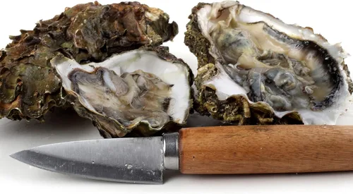 Vista 4 de Cuchillo de barro de ostras, herramienta de grado comercial para almejas y mariscos con agarre ergonómico y mango de madera, bueno para el hogar