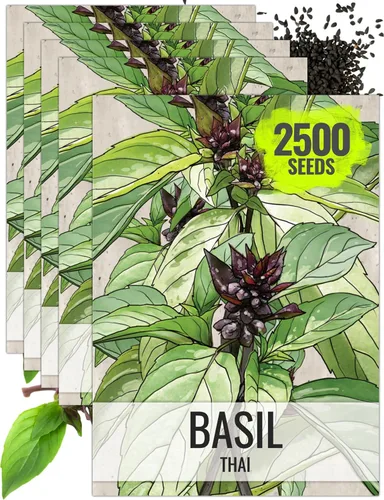 Vista 18 de Seed Needs Semillas de albahaca italiana para plantar hierbas tradicionales sin OMG, 1 paquete