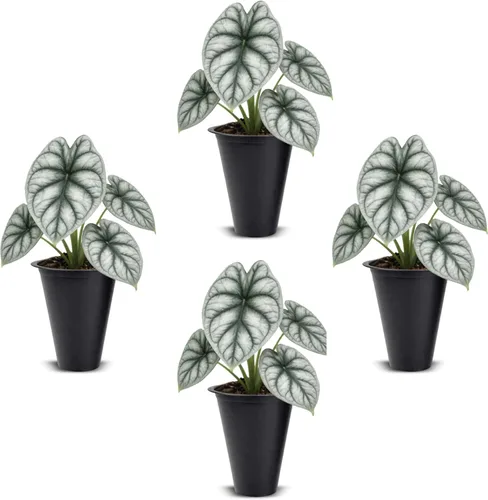 Vista 10 de Colección de Plantas Alocasia (paquete de 4) - Cuprea, Ratón Mickey, Dragón Plateado, Escala de Dragón - Raras Plantas de Interior, Plantas Exóticas