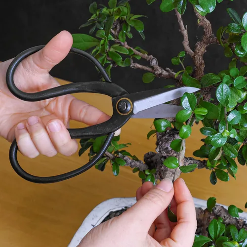 Vista 5 de Tijeras profesionales de mariposa bonsái - Herramientas de bonsái para podar y recortar plantas, tijeras afiladas, herramientas manuales