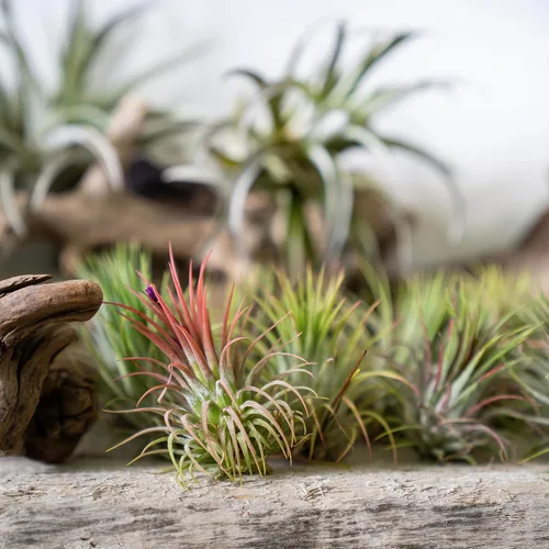 Vista 13 de Tillandsia Plantas de aire vivas de interior (paquete de 100), plantas de aire, recuerdos de fiesta a granel o recuerdos de boda, plantas vivas