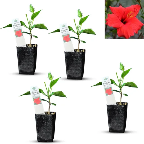 Vista 40 de Plantas de aloe coral (Aloe striata) - Suculenta viva con llamativos bordes rosados y hojas lisas y planas para jardinería en interiores