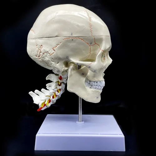 Vista 7 de Cráneo humano con cerebro y vértebra cervical Modelo anatómico Anatomía de tamaño real para estudio de aula de ciencias Modelo de enseñanza