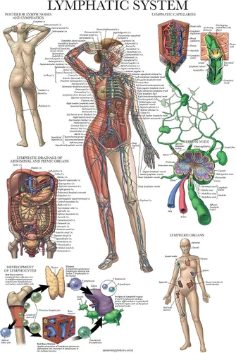 Vista 4 de Palace Learning Paquete de 2 pósteres anatómicos del sistema muscular + tabla de anatomía del sistema linfático
