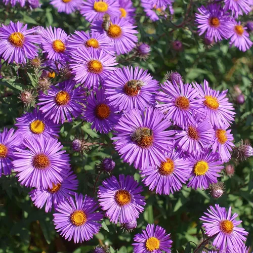 Vista 3 de Eden Brothers Semillas Aster de Nueva Inglater