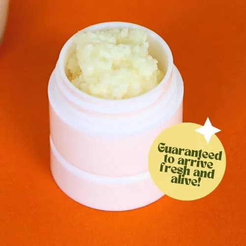 Vista 8 de Granos de kéfir de leche para hacer bebidas probióticas de kéfir