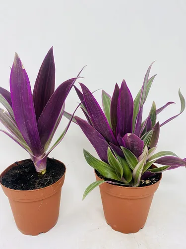 Vista 2 de Nanouk Moisés en la planta de la cuna -2 plantas -Rhoeo spathacea Tricolor 4inch Pot