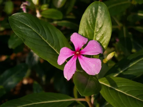 Vista 2 de FOODHERBS Nithyakalyani Polvo 200 g / 0.44 lbs Bígaro rosado Catharanthus Roseus