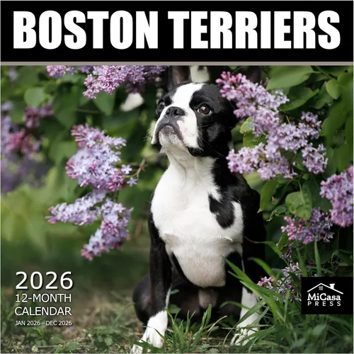 Vista 99 de MICASA PRESS Calendario de pared de Australian Shepherds Aussies 2027 02 - Pastores australianos