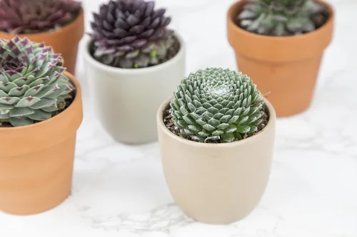 Vista 6 de Plantas suculentas 20 suculentas Sempervivum Enraizadas en macetas con tierra Plantas de interior reales Regalos o decoración de habitación